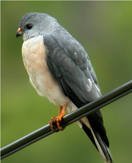 붉은배새매, 숲의 그림자 위를 나는 마지막 맹금|멸종위기 야생조류 이야기