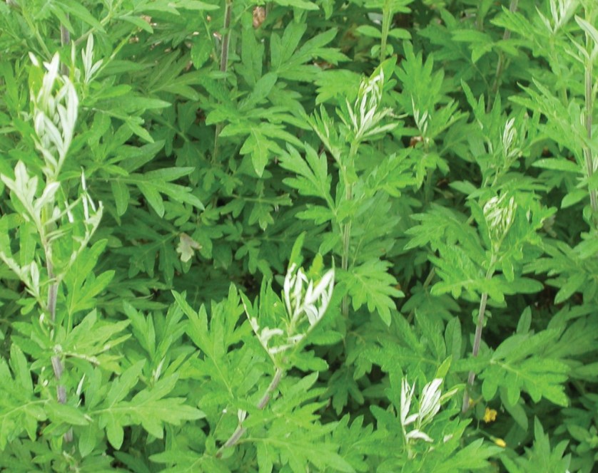 쑥의 역사 효능 섭취 방법 알아보기