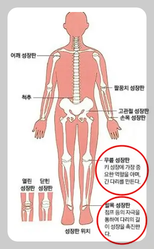 성장판 위치