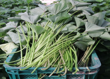 전북 익산 고구마순 택배 주문 방법