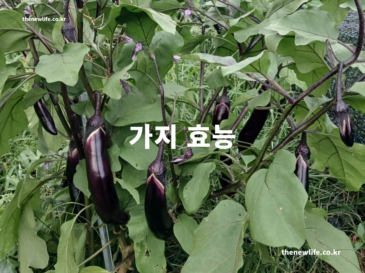 가지 효능 대표 실사진