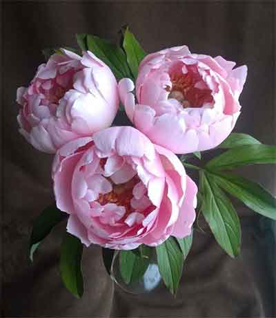 핑크 작약 꽃다발