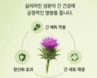 밀크씨슬 효과와 복용법