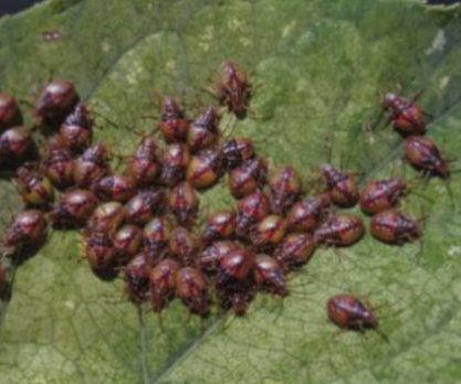 풀색노린재(풀노린재)