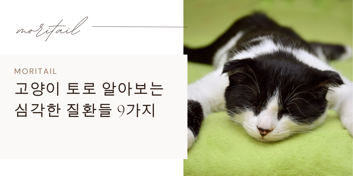 고양이 토로 알아보는 심각한 질환들 9가지