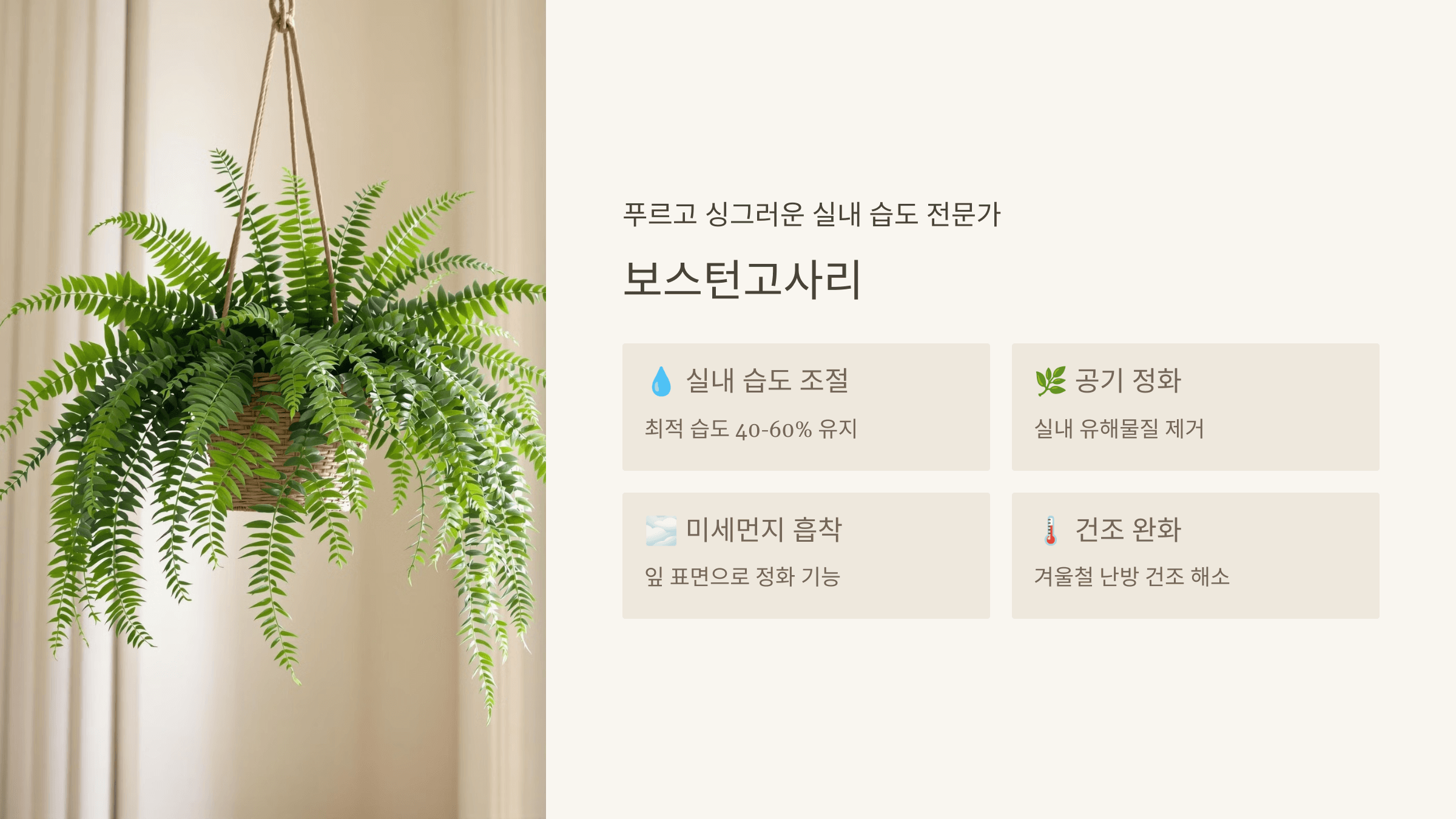 보스턴고사리 - 습도 조절의 달인