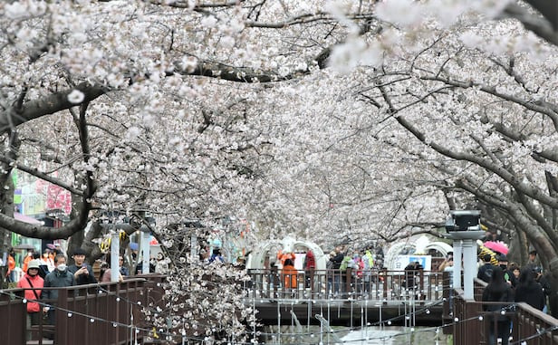 전국 벚꽃 개화 시기 확인하러 가기 (산림청 공식)