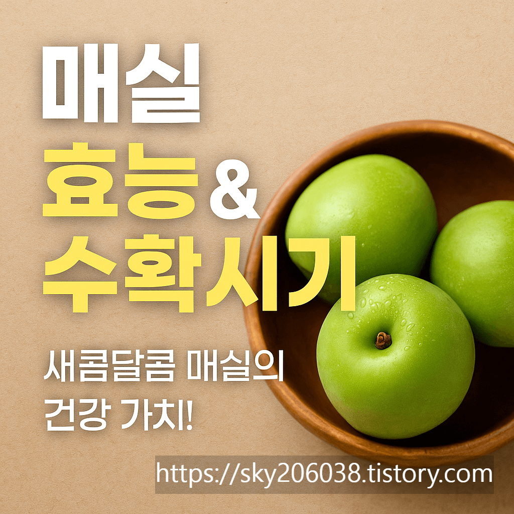 매실효능, 매실 수확시기