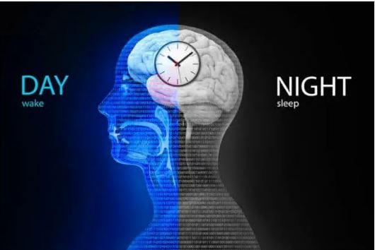 식물성-멜라토닌-효능