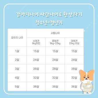 강아지 나이 환산법 가이드 실제 나이 확인 방법_7