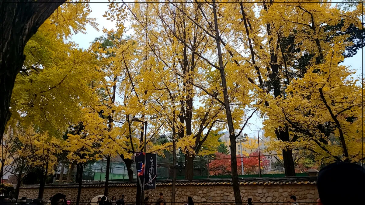 하늘 노란 은행나무숲 앙상한 나무가지들 기와담벼락 우산을 쓰고 가는 사람들
