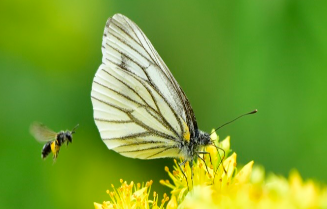 점봉산 곰배령 탐방예약 꿀팁(선착순) 코스안내