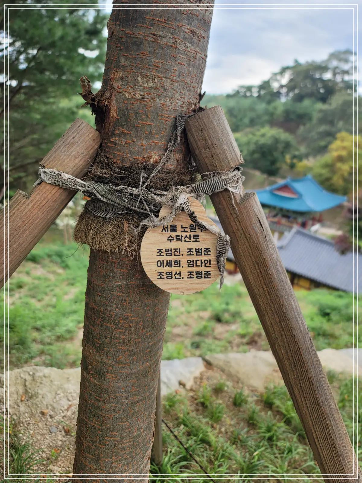 양양-낙산사-산불피해-기증-나무