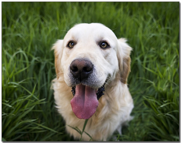 ์์์ ํ๋ฅผ ๋ด๋ฐ๊ณ  ์๋ ๊ณจ๋ ๋ฆฌํธ๋ฆฌ๋ฒ