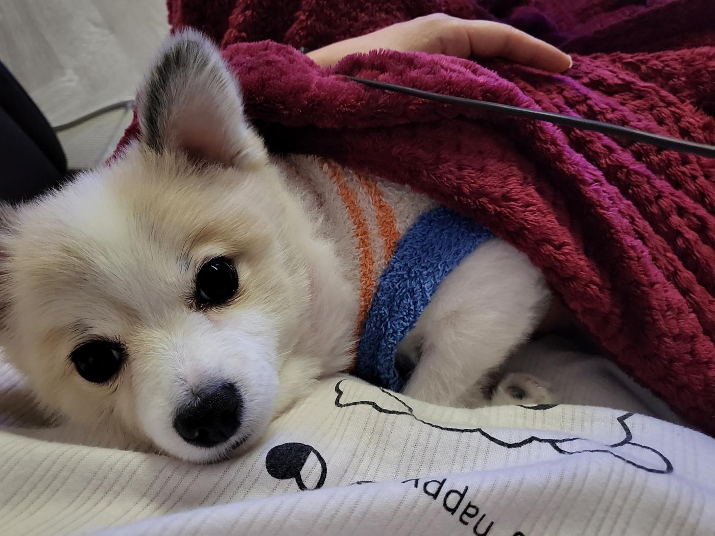 심바 강아지 사진