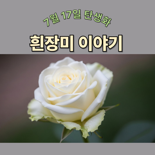 7월 17일 탄생화, 흰장미 - 순수한 마음으로 건네는 용기