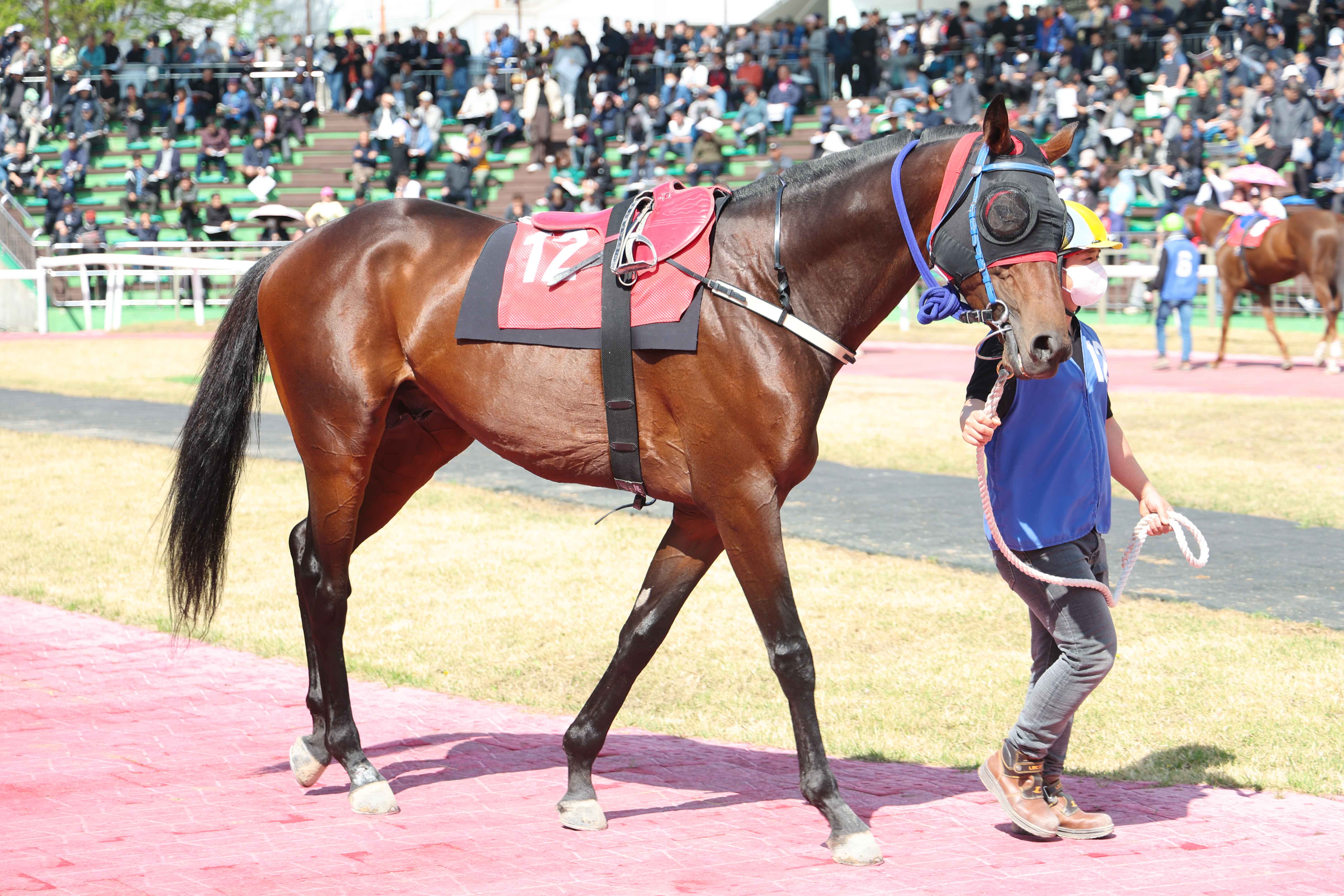 2024년 연도대표마 및 국산 최우수마 '글로벌히트'