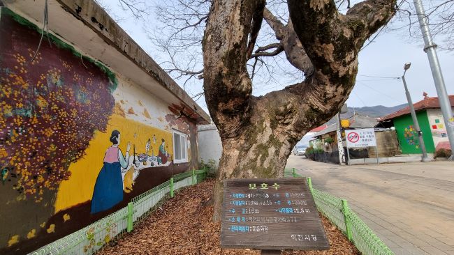 경사 1리 마을회관 앞에 노거수 느티나무, 수령 350년, 보호수 지정, 옆 건물벽엔 벽화,