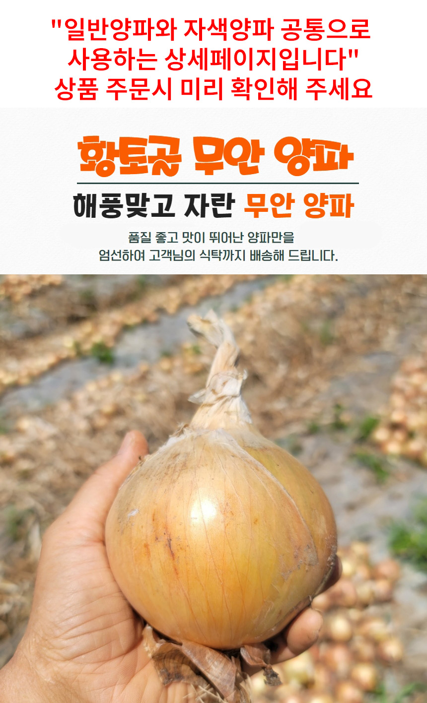 해풍 맞고 자란 무안 양파