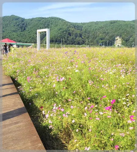 하동 북천 코스모스 메밀꽃 축제_2