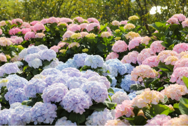 7월전국지역축제