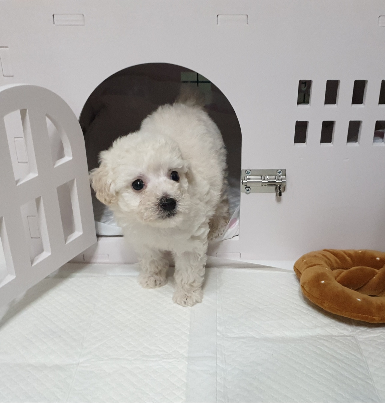 2주령이 막 넘은 새끼 강아지