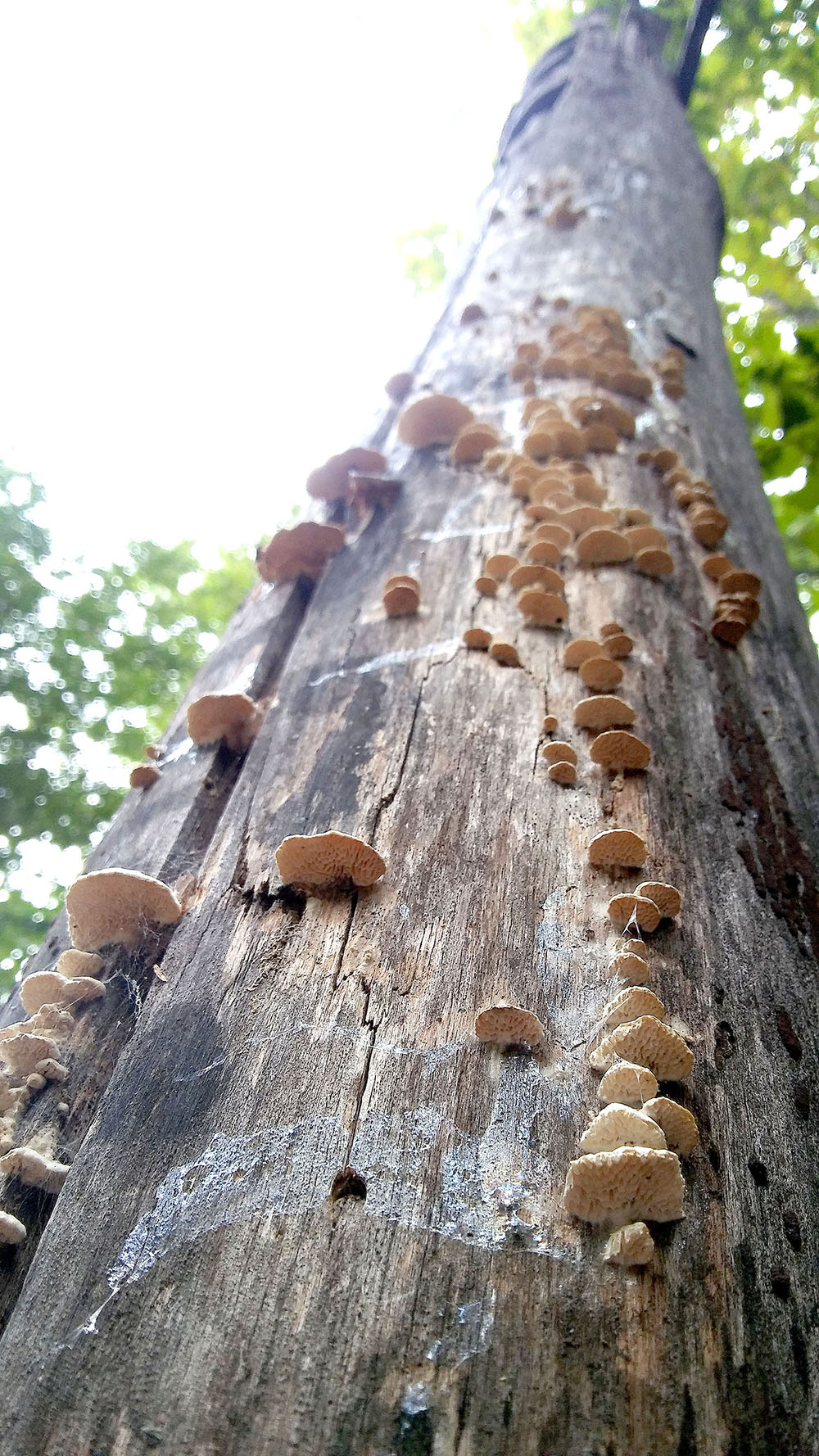 관악산·삼성산 '버섯'