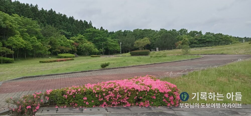 거문오름 주차장 철쭉꽃