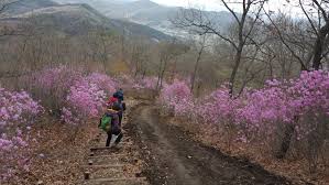 제 15회 옥산 옥려봉 진달래꽃 십리길 축제 기본일정과 프로그램 소개