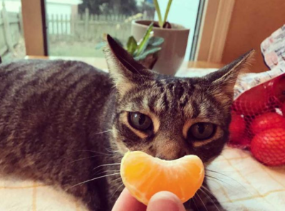 고양이와 귤이 함께 비치는 이미지