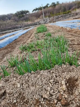 텃밭 부추 쪽파 재배 다년생 관리 수확주기 웃거름 월동_23