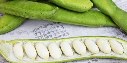 작두콩 효능 9가지 부작용