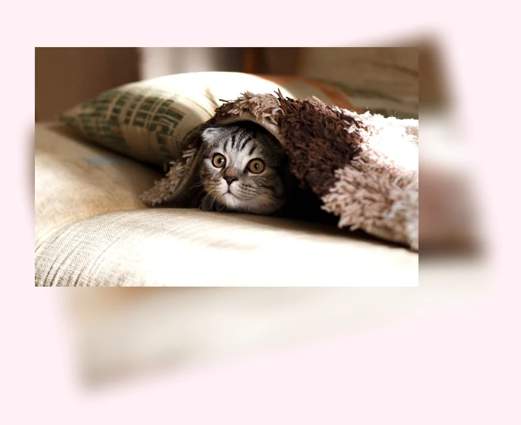 반려동물 공간 분리_1_subsection