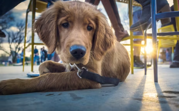 애견 카페 창업에 대하여 알아보기