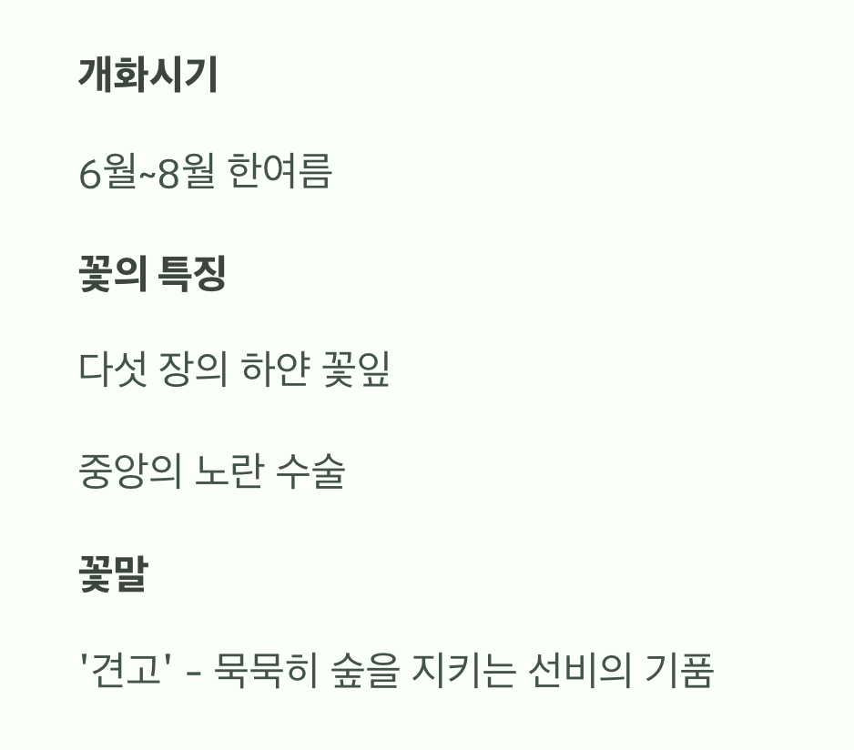 여름 숲에 피어나는 순백의 동백꽃