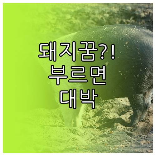 돼지 꿈에 따라 달라지는 재물운 해석..