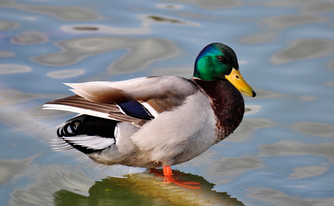 Duck.