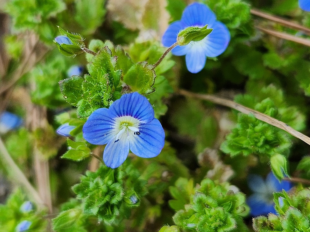 큰개불알풀(큰봄까치꽃)