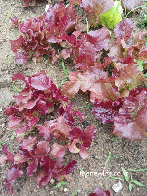 Rain-kissed red lettuce with shiny burgundy leaves growing on natural moist soil-빗방울이 맺힌 자주빛 적상추 – 촉촉한 흙 위에 자연스럽게 자란 모습