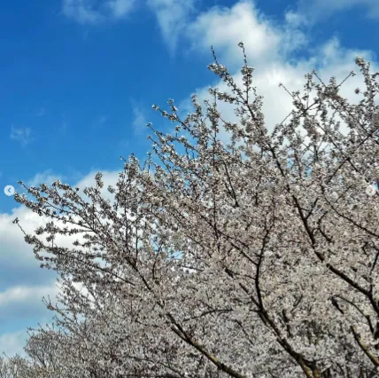 피나클랜드 불꽃축제 튤립 수선화 축제 주말 공연 1
