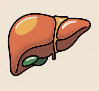 간경화 초기증상