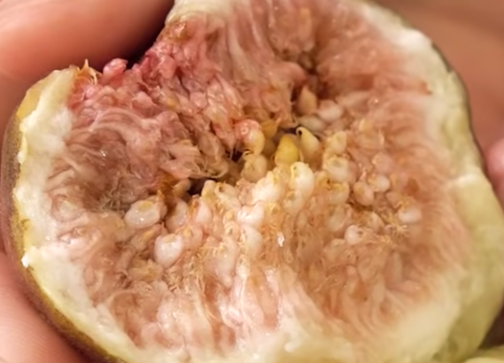 무화과 먹는 방법