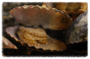 삼천포거북이조개포차