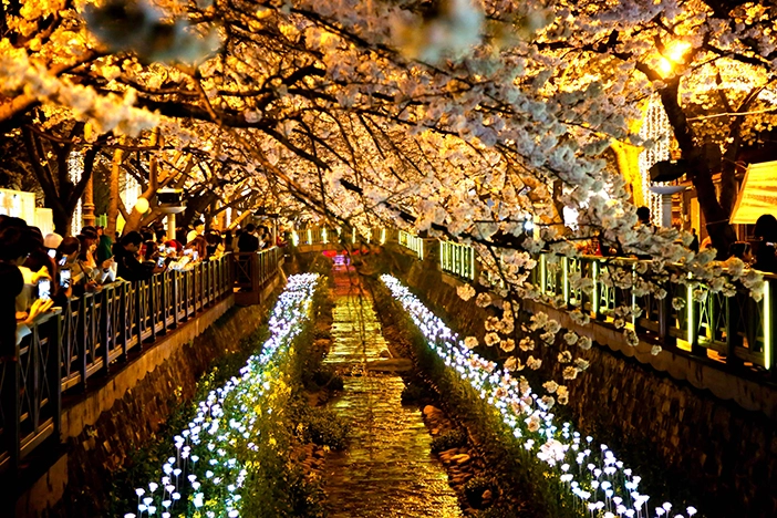 진해 군항제, 나 가야 할까 2025 벚꽃 개화 시기 & 추천 일정