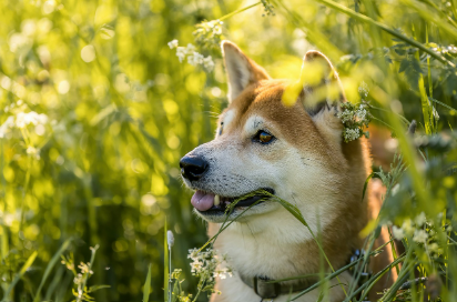 2025년 6월 개띠 생년별 운세