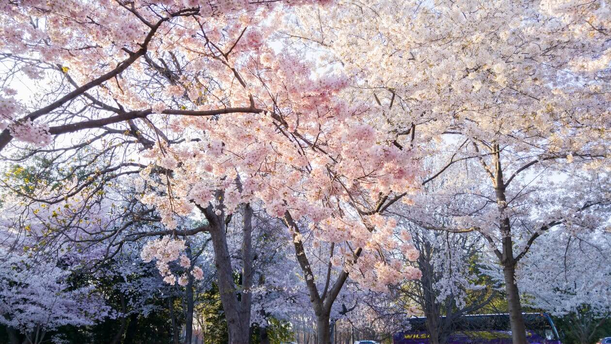 벚꽃