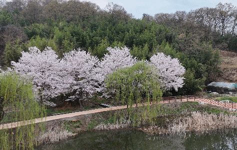 김천 외입석지