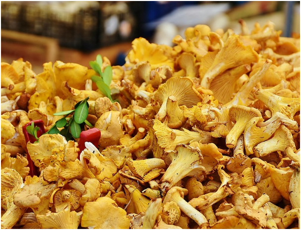 프라이팬으로 만드는 담백한 버섯 달걀 볶음