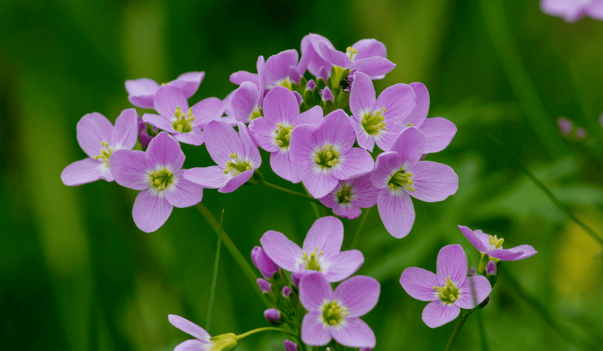 당뇨에_좋은_약초_14