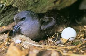 바다제비가 해안 개발에 취약한 이유